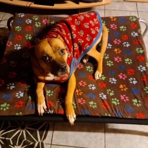 Colchones para Reposera Talla M