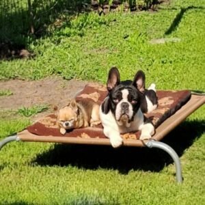 Colchones para Reposeras Talla S