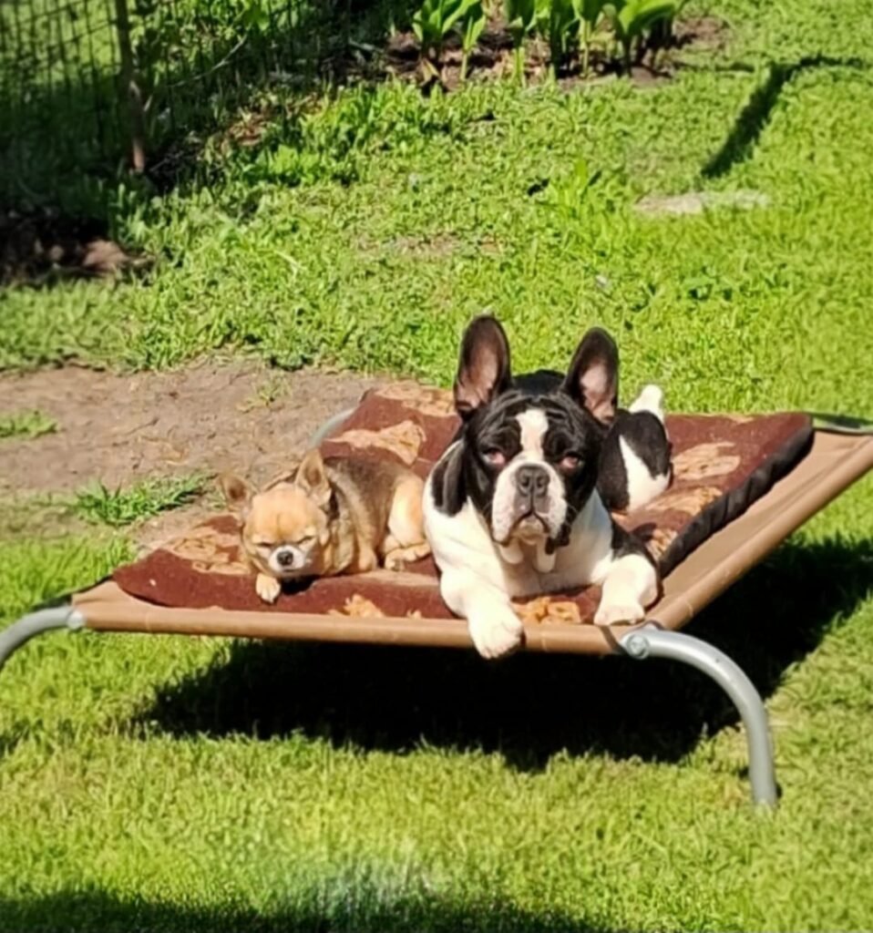 Colchón para reposera de perros talla S petcanis espuma gruesa y polar