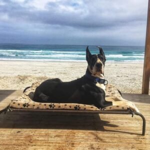 Colchones para Reposeras Talla XL