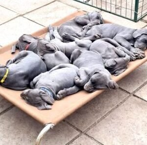 Reposera talla XL (lona normal coyote)