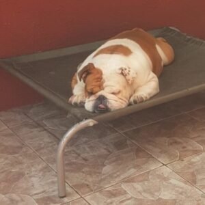 Repuesto Lona Normal Reposera talla S (color coyote)