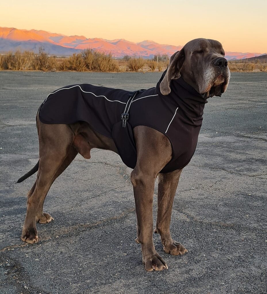 Chaqueta Acolchada perros gigantes (XXL)